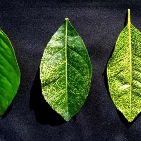 citrus yellow vein disease