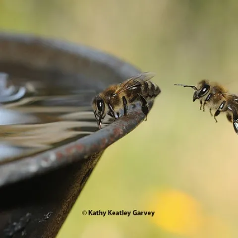 Honey bees at a water fountain at the Harry H. Laidlaw Jr. Honey Bee Research Facility, UC Davis. (Photo by Kathy Keatley Garvey)