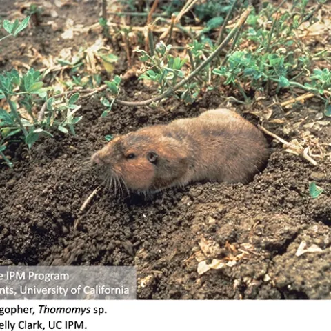 Adult pocket gopher