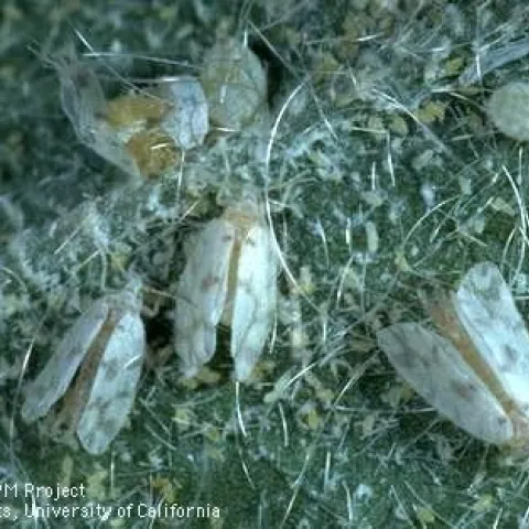 Three white and orange insects with waxy strands covering a leaf.