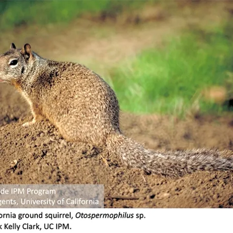 Adult California ground squirrel, Otospermophilus sp.
Credit: Jack Kelly Clark, UC IPM