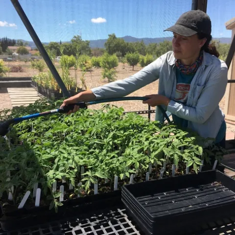 The cost of water may deter people from growing food in urban areas, says Lucy Diekmann, UC Cooperative Extension urban agriculture and food systems advisor in Santa Clara County.