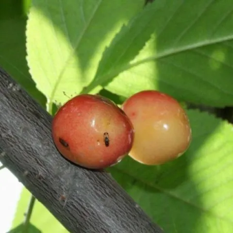 SpottedWingDrosophilaLayingEggs-850x491