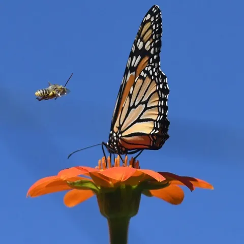 A male longhorned bee, Melissodes agilis, targets a monarch butterfly on a Mexican sunflower in Vacaville, Calif. (Photo by Kathy Keatley Garvey)