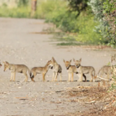 Group of seven coyote pups on a dirt road.
