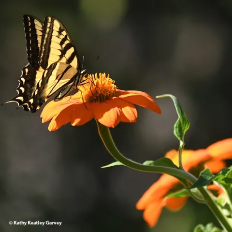A newly emerged Western tiger swallowtail forages on a Mexican sunflower in Vacaville, Calif. (Photo by Kathy Keatley Garvey)