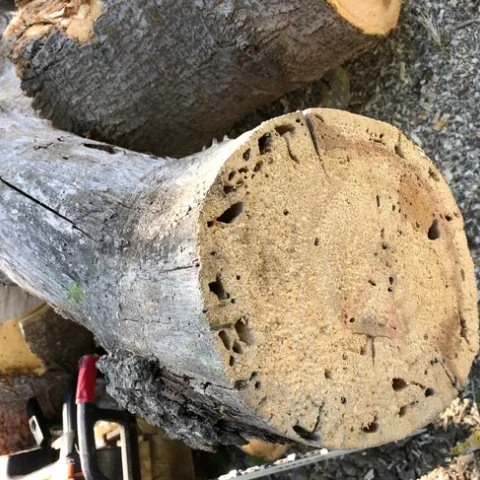 shot hole borer feeding