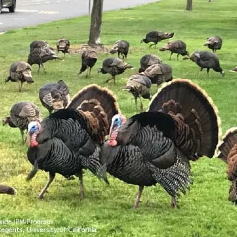 Two adult male wild turkeys strutting in grass with several female hens behind them.