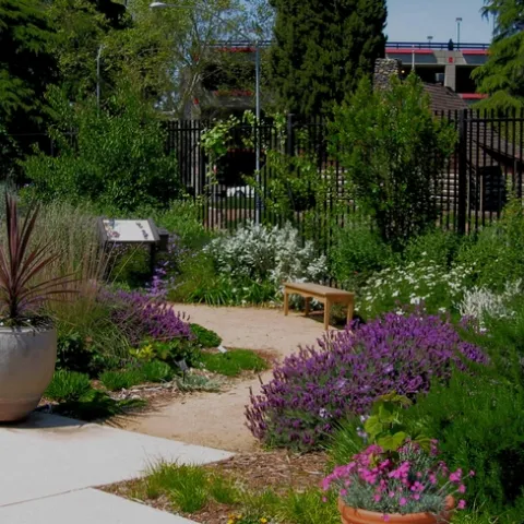 UC Davis Terrace native garden. (Ellen Zagory)
