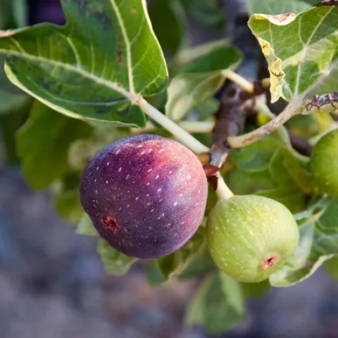 Figs. (thespruce.com)