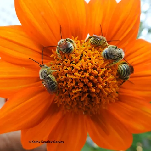 Boys' Night Out--Five male longhorned bees, Melissodes agilis, sleeping on a Mexican sunflower, Tithonia rotundifola. (Photo by Kathy Keatley Garvey)