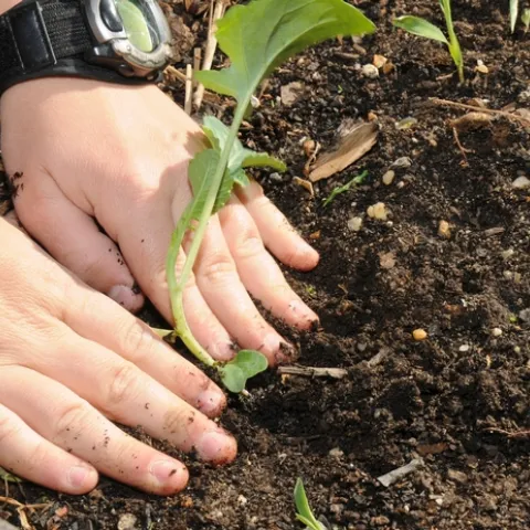 The UC Master Gardener Program can provide technical assistance to help home gardeners find resources for home soil testing. (Photo: USDA)