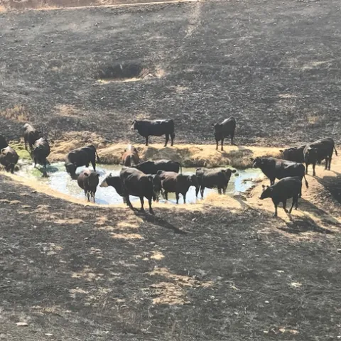 Black cows stand in and around a watering hole surrounded by bare ground.