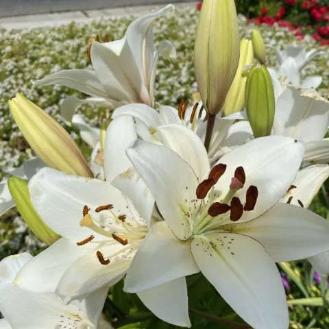 Eyeliner Lily. photos by David Bellamy