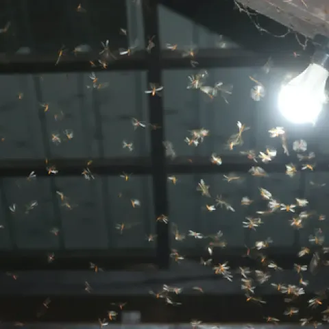 Bare LED bulb outside at night