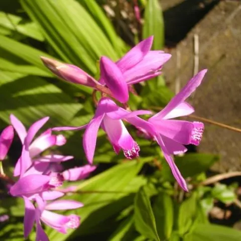 Chinese Ground Orchid