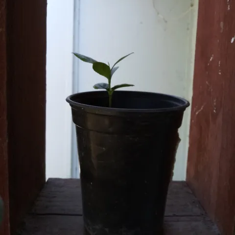 Lemon - 1 mo. old seedling. photos by Kathy Low