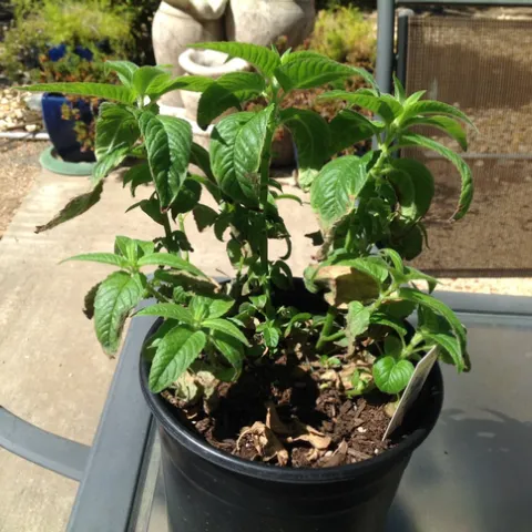 photo by Jenni Dodini