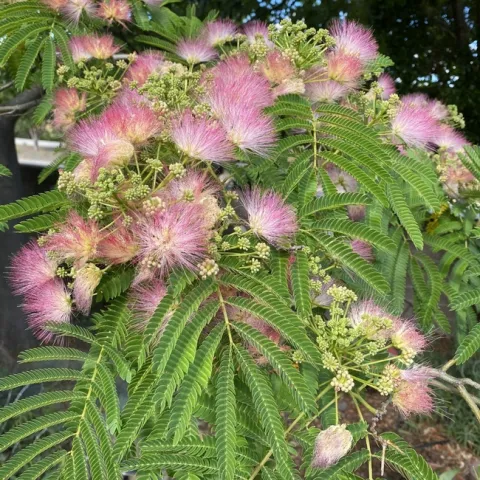 Mimosa. photos by Rebecca Wallace