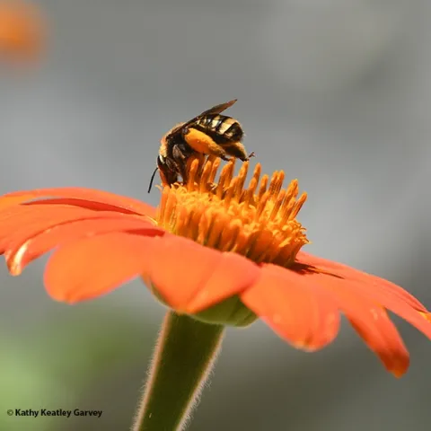 A female sunflower bee, Svastra obliqua expurgata, forages on a Mexican sunflower, Tithonia rotundifola, in Vacaville, Calif. (Photo by Kathy Keatley Garvey)