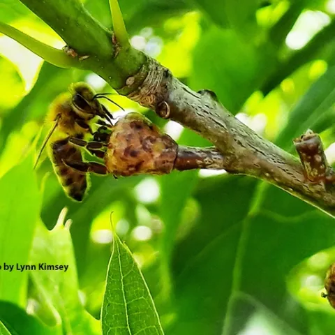 Honey bee licking a baby acorn. (Photo by Lynn Kimsey)