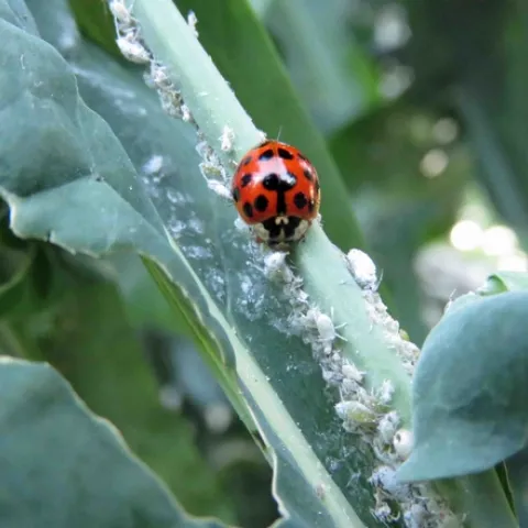 Lady beetle munching on aphids, J. Alosi