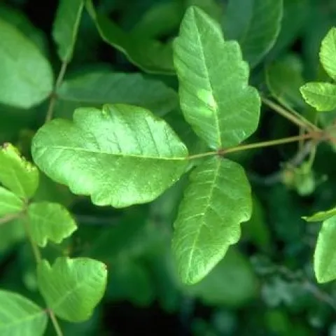 3 bright green poison oak leaflets on a stem with other leaves in the backgroun.