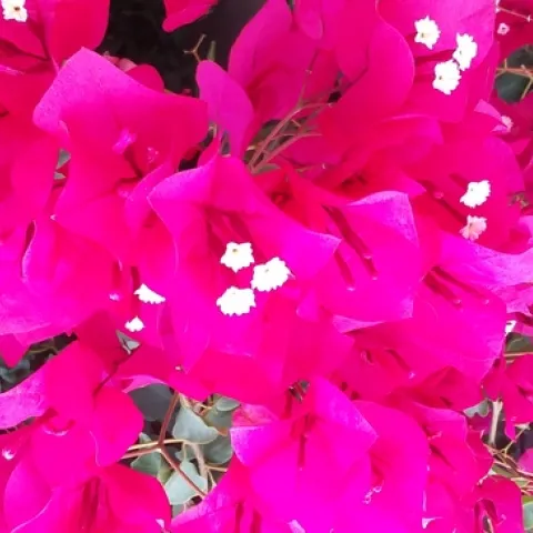 Photo by Polly Nelson