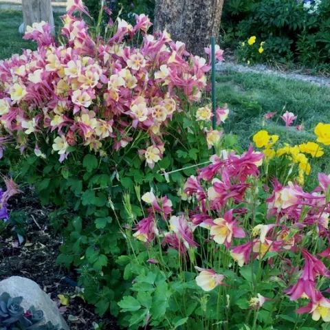 Photo by Ardis Neilsen