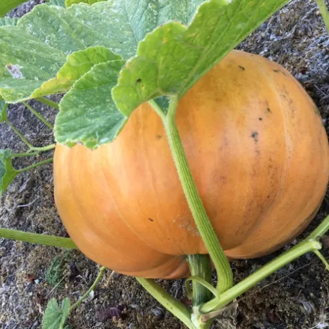 Photo by Linda Lewis Griffith