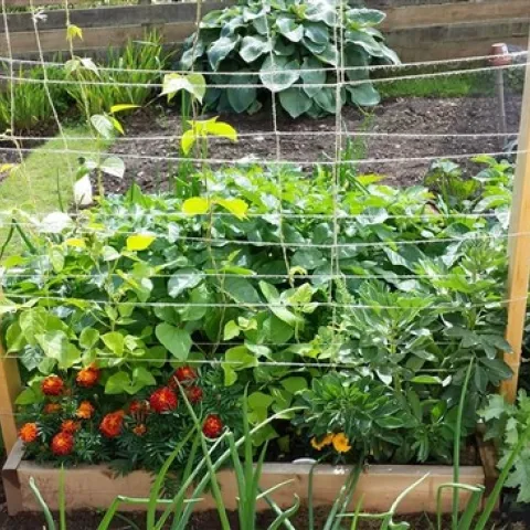 Small space gardening. (planterspost.com)