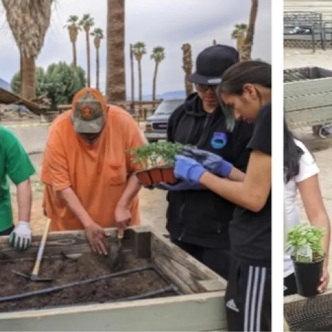 Left, Torres Martinez Desert Cahuilla Indian Tribe members plant vegetables in the A’Avutem (Elders) Garden. Right, Chutima Ganthavorn observes the planting.