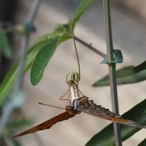 A Gulf Fritillary, Agraulis vanillae, depositing an egg on the tendrils of her host plant, Passiflora. (Photo by Kathy Keatley Garvey)
