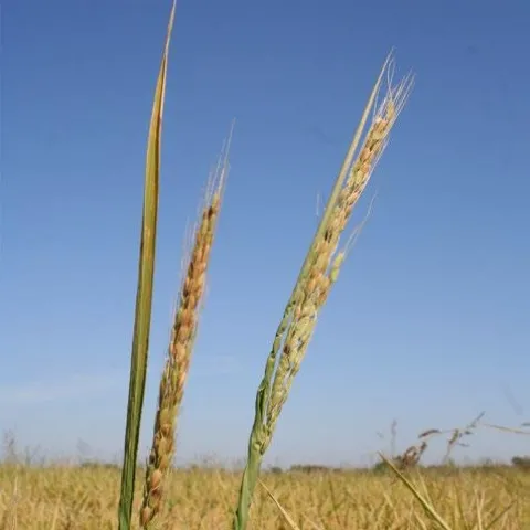 Weedy rice Type 3 (photo credit: Luis Espino)