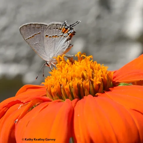 The Gray Hairstreak, Strymon melinus, sips nectar on a Mexican sunflower, Tithonia rotundifola, in a Vacaville pollinator garden. The orange spots accent the orange flower. (Photo by Kathy Keatley Garvey)