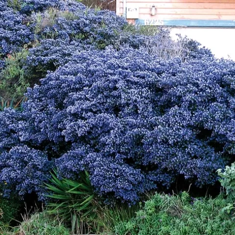 Ceanothus in shrub form. (ucanr.edu)