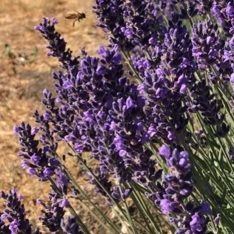 Lavender photo by Torie Kury
