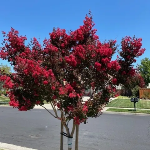 Crepe myrtle. photo by Mike Gunther