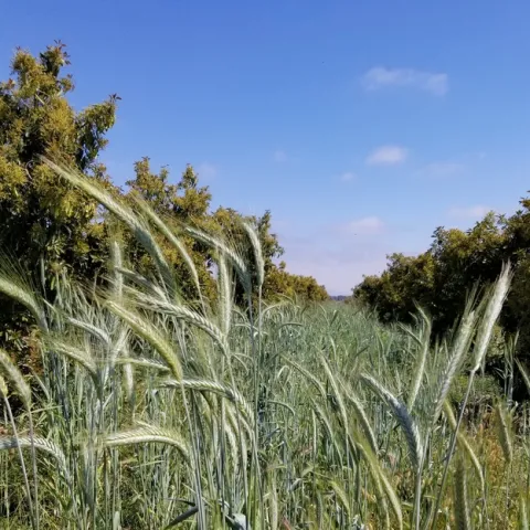 triticale lamb hass chris sayer (2)