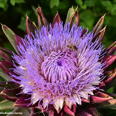 A honey bee visiting a flowering artichoke. (Photo by Kathy Keatley Garvey)