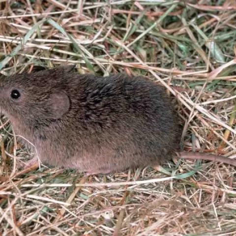 Vole, Jack Kelly Clark, UC IPM