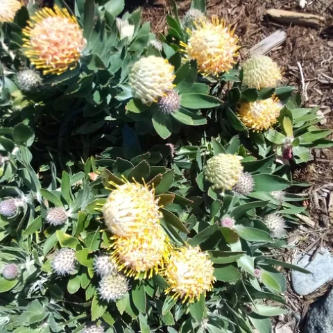 Photo by Leonard Cicerello