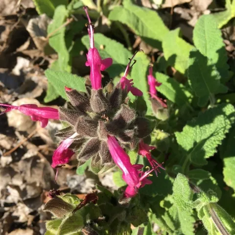 Photo by Linda Lewis Griffith