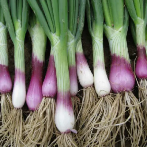 Purple scallions with roots still attached, photo courtesy of the University of New Hampshire