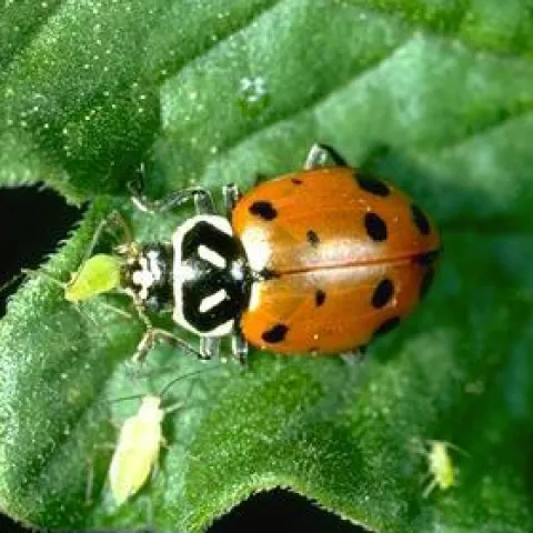 Lady beetle eating aphid UCANR square
