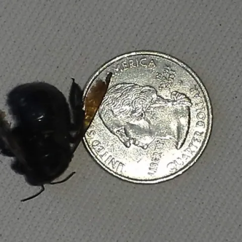 Carpenter bee next to a quarter