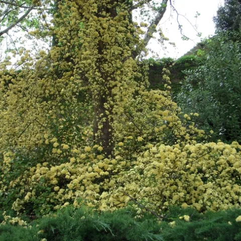 Lady Banks climbing a tree in Vacaville. photo by Launa Herrmann