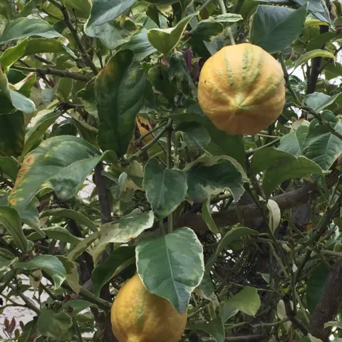 Lemon Tree. photos by Melinda Nestlerode