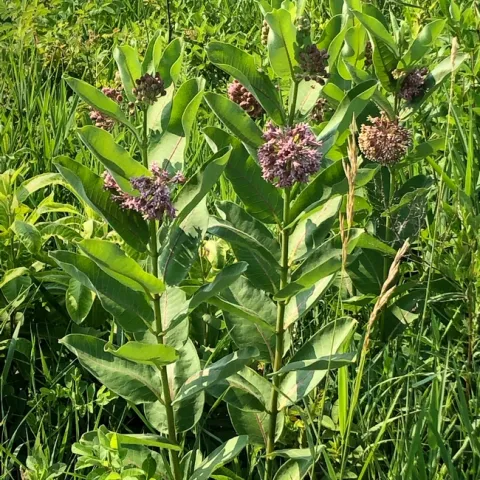 Milkweed. photos by Melinda Nestlerode