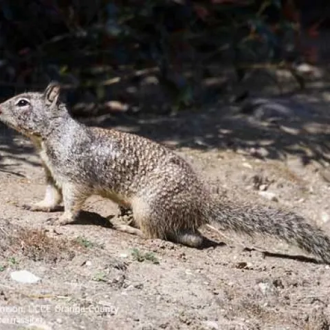 A California ground squirrel on dirt.
